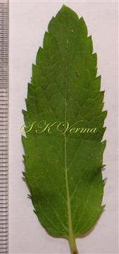  Leaf (Adaxial view)